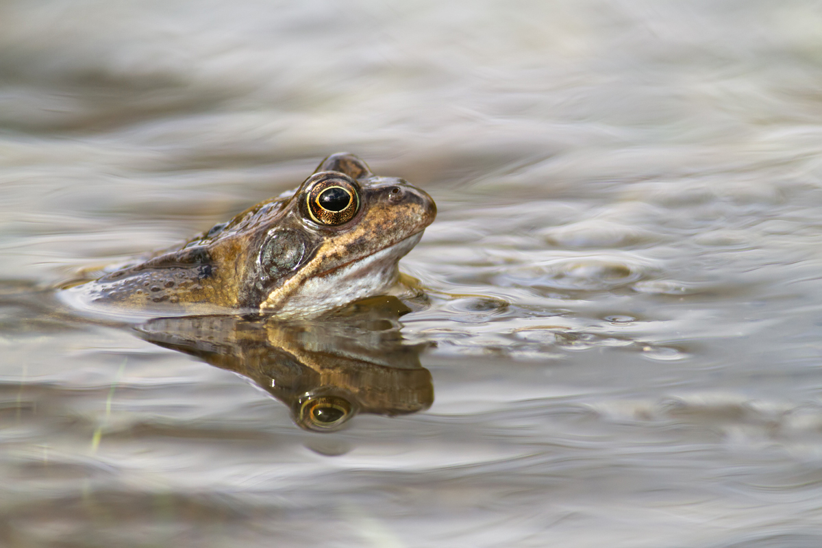 Common Frog 4